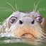 Image result for Amazon Giant River Otter