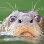 Image result for Native Fish in the Amazon River Giant Otter