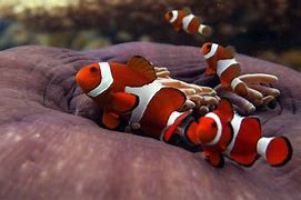 Image result for Clown Fish From Nemo