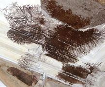 Image result for Wood Rot Plaster