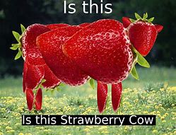 Image result for Dairy Cow Meme