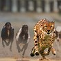 Image result for Cheetah Meme Race Dogs