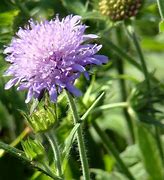 Image result for Knautia arvensis