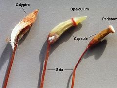 Image result for Moss Capsule Labeled