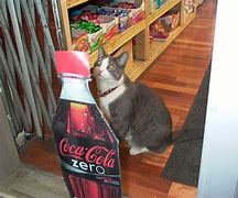 Image result for Google Cola Cat Meme