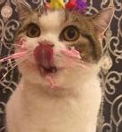 Image result for Cat Cake Meme