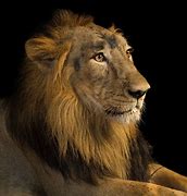 Image result for Asiatic Lion