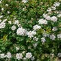 Image result for Small White Spring Flowers