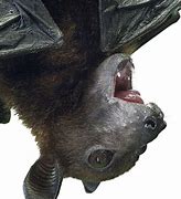 Image result for Fruit Bat Close Up