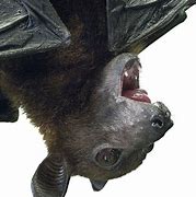 Image result for Fruit Bat Face Side View