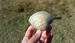 Image result for Ming Quahog