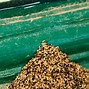 Image result for White Termite Droppings