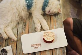 Image result for Caturday Cat Cafe