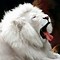 Image result for White Lion Drawing Easy Cute