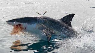 Image result for Great White Shark Predators