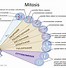 Image result for Mitosis Vs. Meiosis PowerPoint