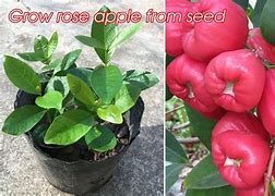 Image result for Rose Apple Trees as Hedge Rows