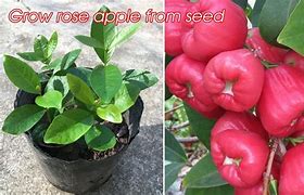 Image result for Alden Rose Apple Tree