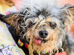 Image result for Ugliest Dog and Cat in the World