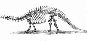 Image result for Biggest Dinosaur Fossil Ever Found