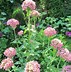 Image result for Lychnis chalcedonica