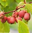 Image result for Actinidia arguta Kens Red