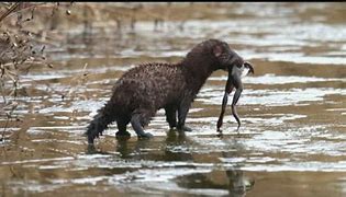Image result for Otters PA
