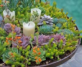 Image result for Vine Succulents