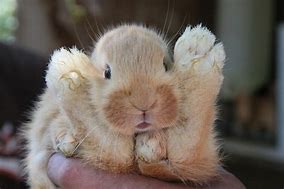 Image result for Funny Bunny Monday Meme