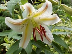 Image result for Lilium Garden Party