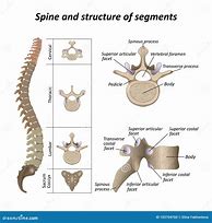 Image result for Vertebrae Diagram