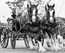 Image result for Canadian Clydesdale Horse