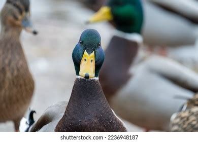 229 Duck Looking Forward Images, Stock Photos & Vectors | Shutterstock