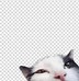 Image result for Black Cat Emoji PNG