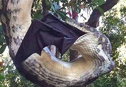 Image result for Giant Bats Australia