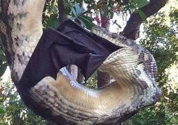 Image result for Giant Bat Attack