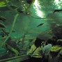 Image result for Largest Aquarium
