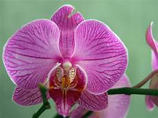 un orchidea da regalare alle nomi e immagini di fiori di primavera 30 foto un orchidea da regalare alle nomi e immagini di fiori di primavera 30 foto