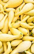Image result for Yellow Crookneck Squash Varieties
