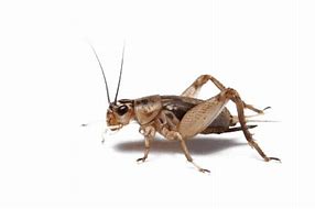 Image result for Crickets Singing