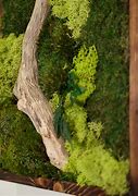 Image result for Paintings of Moss On Branches