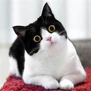 Image result for Funny Cat Expressions