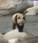 Image result for Angry Giant Panda