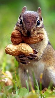 Image result for Best iPhone Wallpapers Animal
