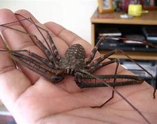 Image result for American Cave Spider