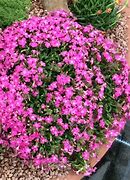 Image result for Saponaria Bressingham