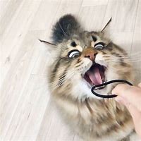 Image result for scream cats memes templates
