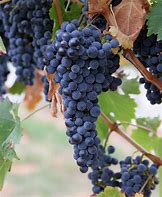 Image result for Sun Burn On White Grapes