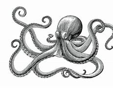 Image result for Vintage Octopus Illustration