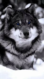 Image result for Wolf iOS Wallpaper